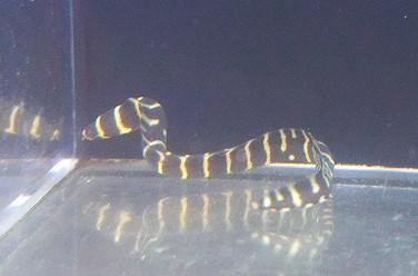 【海水魚・ウツボ】ゼブラウツボ（Sサイズ）（１匹）（±15-20cm）（サンプル画像）（生体）(海水魚)