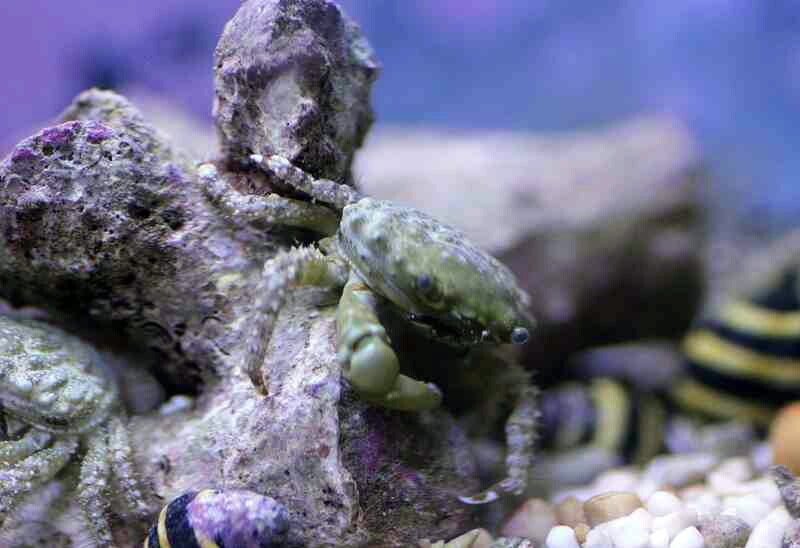 【塩水魚】最強蘚苔取り蟹♪エメラルド緑であること野球クラブ （5匹）±2-3珊(見本すがた絵）（毛の荒物）(塩水魚)（サンゴ）