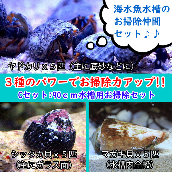 楽天市場 海水魚 貝 スーパーコケ掃除３点セット 90ｃｍ水槽 用 シッタカ貝 マガキ貝 ヤドカリ 底砂 ガラス面 ライブロックに 合計15匹 サンプル画像 ペットバルーン楽天市場支店