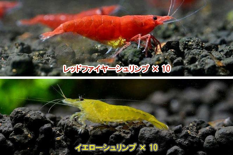 市場 エビ 送料梱包料金無料 イエローセット レッド 匹セット シュリンプ 市場 エビ 送料梱包料金無料 イエローセット レッド 匹セット シュリンプ
