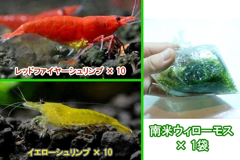 市場 エビ レッド 匹セット 1 2 1 5cm シュリンプ 送料梱包料金無料 イエローセット 市場 エビ レッド 匹セット 1 2 1 5cm シュリンプ 送料梱包料金無料 イエローセット