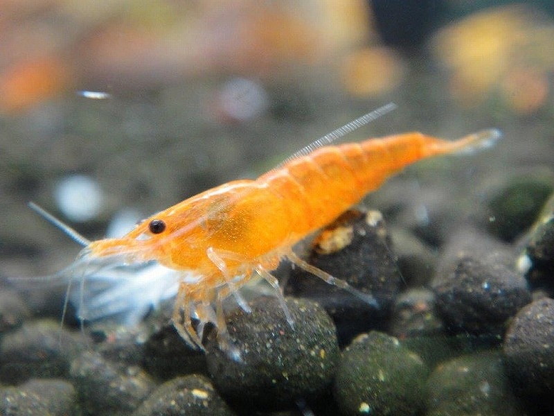 新品即決 エビ レッドビーシュリンプ 約１cm １００匹 水槽 熱帯魚 観賞魚 飼育 生体 通販 販売 アクアリウム あくありうむ 正規激安 Kishakatoliketiranedurres Com