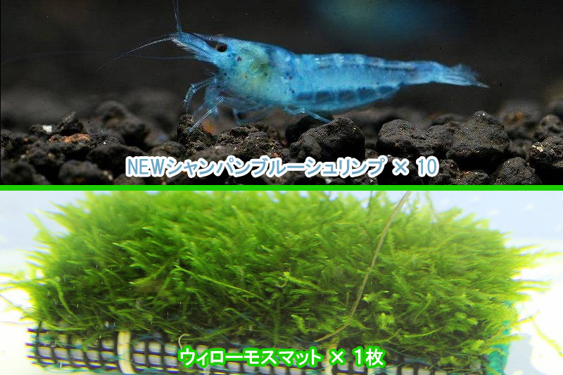 エビ シュリンプ 送料梱包料金無料 10匹 Newシャンパンブルーシュリンプ 1 2 1 5cm