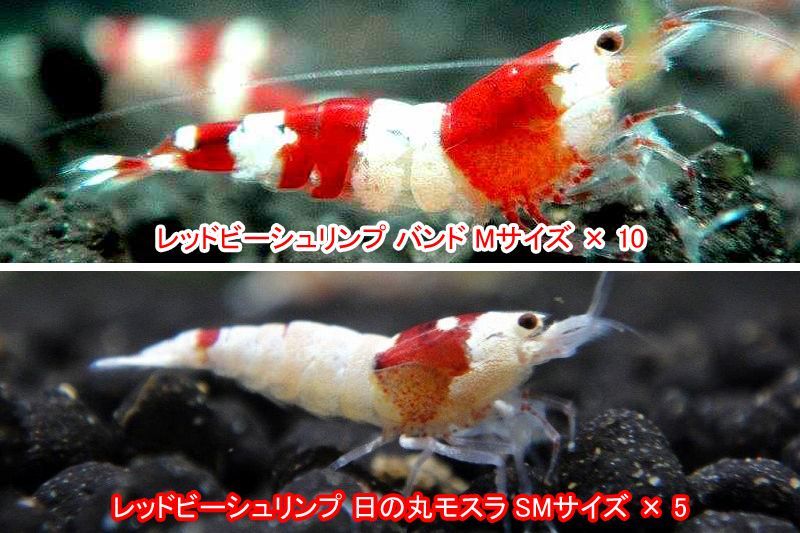 生体 レッドビーシュリンプ えび A セット 飼育用 観賞魚 アクアリウム ...