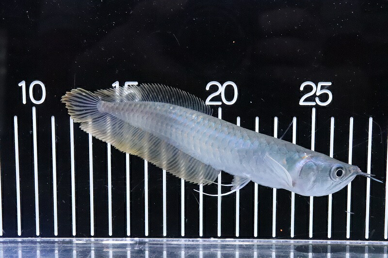 楽天市場】シルバーアロワナ (11cm±) (1匹) 不二熱帯魚 熱帯魚 淡水魚 