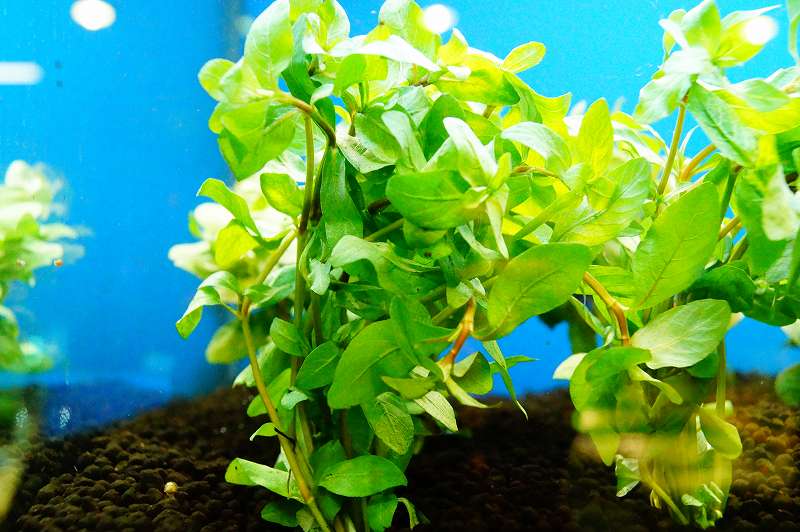 市場 水草 国産 ポリスペリマ ハイグロフィラ