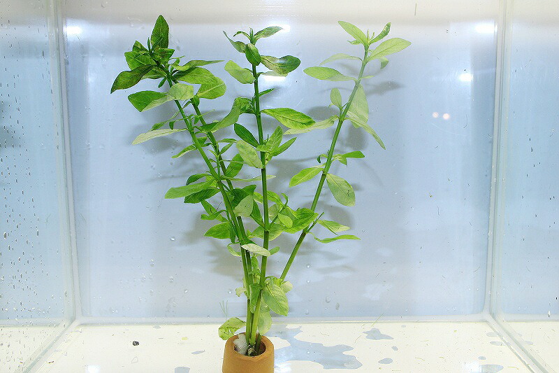 市場 水草 国産 ポリスペリマ ハイグロフィラ