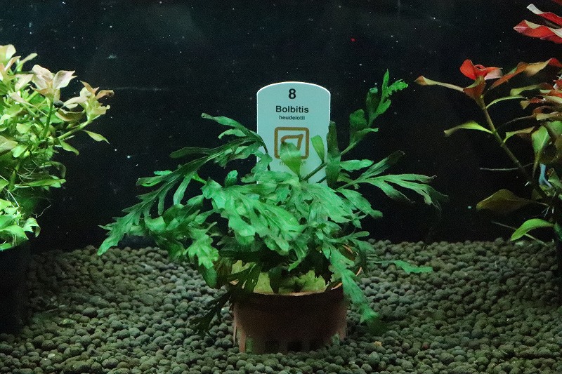 【楽天市場】【通販 水草】トロピカ社 ボルビディス ヒュディロッティ(無農薬)【1ポット サンプル画像】（陰性水草)（生体）（熱帯魚）：ペット ...