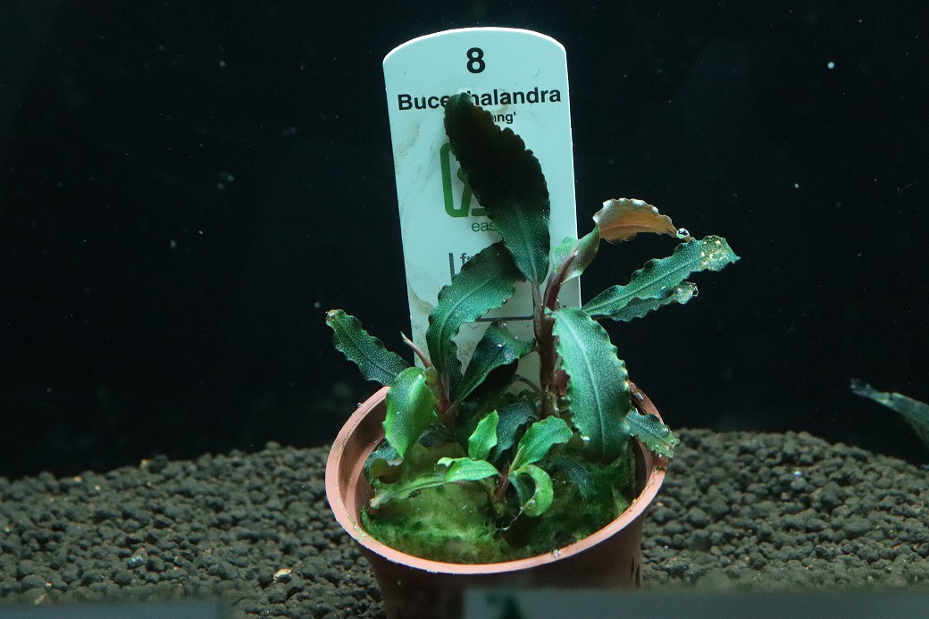【通販 水草】トロピカ社 ブセファランドラ sp クダガン(無農薬)【1ポット サンプル画像】（陰性水草)（生体）（熱帯魚）