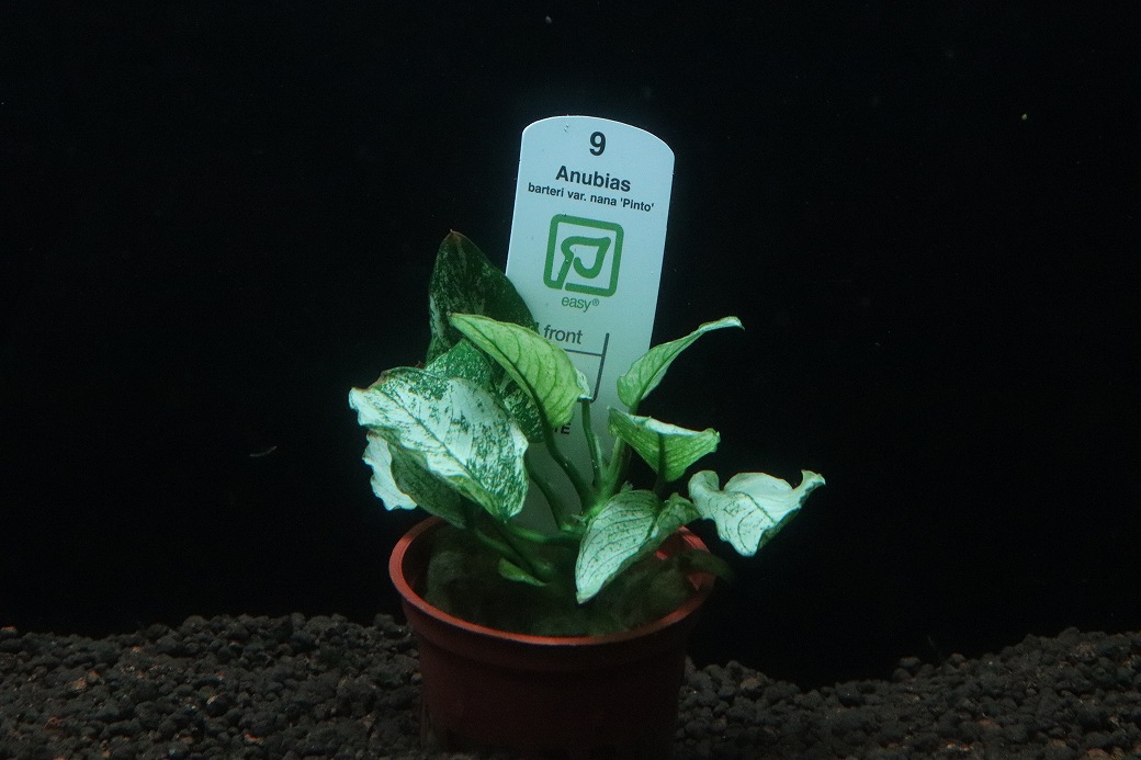 【通販 水草】トロピカ社 アヌビアスナナ ピント(斑入り)(無農薬)【1ポット サンプル画像】（陰性水草)（生体）（熱帯魚）