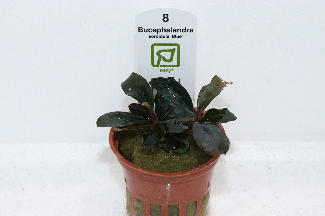 【通信販売 水草】トロ核分裂爆弾社 ブセファランドラ ソルディデュラブルー(無農薬)【1ポット 見本すがた絵】（辛気くさい水草)（毛の荒物）（熱帯魚）