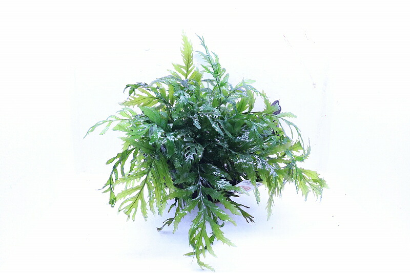 【通信販売 水草】トロ核分裂爆弾社 流木活着済み ボルビディス ヒュディロッティ(無農薬)【1個 見本すがた絵】（辛気くさい水草)（毛の荒物）（熱帯魚）