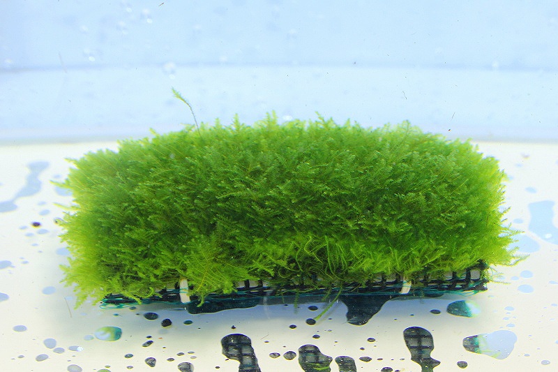 エビ シュリンプ 10匹 送料梱包料金無料 Newシャンパンブルーシュリンプ 1 2 1 5cm