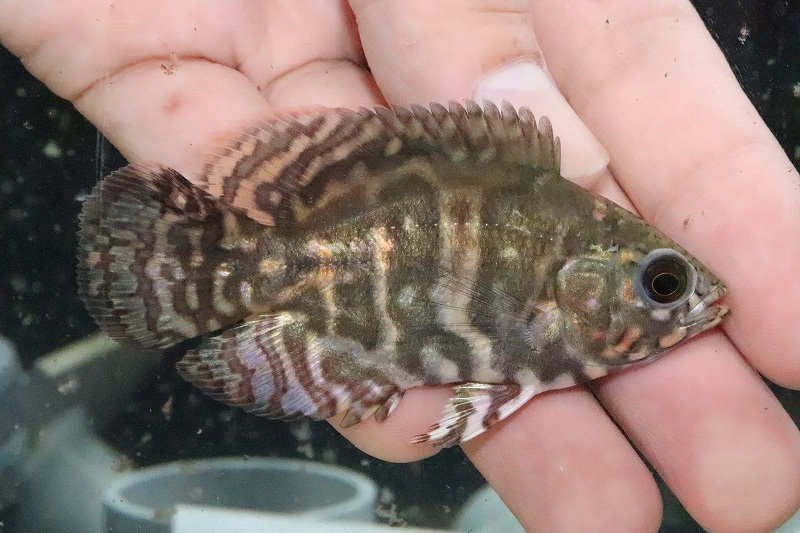 淡水魚 美しさ科目 ワイルドオスカー サンガブリエル作成 匹 サンプル挿図 7cm 大型魚 珍獣 熱帯魚 Nko Atkisson Com