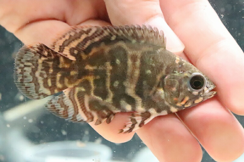 淡水魚 1匹 熱帯魚 アクアリウム ワイルドオスカー サンガブリエル産 1匹 美種 サンプル画像 サンガブリエル産 観賞魚 7cm 大型魚 生体 熱帯魚 Nko ペットバルーン支店 淡水魚 1匹 熱帯魚 アクアリウム ワイルドオスカー サンガブリエル産 1匹 美種 サンプル画像 サンガブリエル産 観賞魚 7cm 大型魚 生体 熱帯魚 Nko ペットバルーン支店