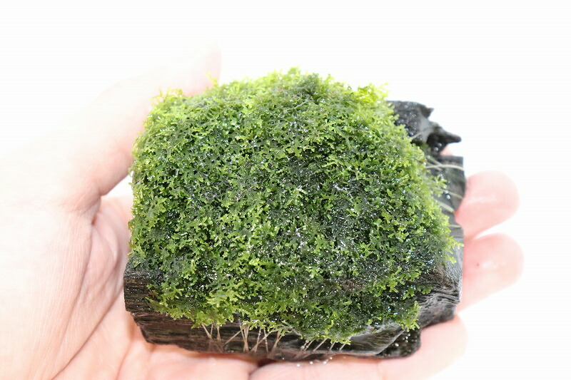水草 特価 プレミアムムス流木付き 1個 コケ 71 以上節約 無農薬