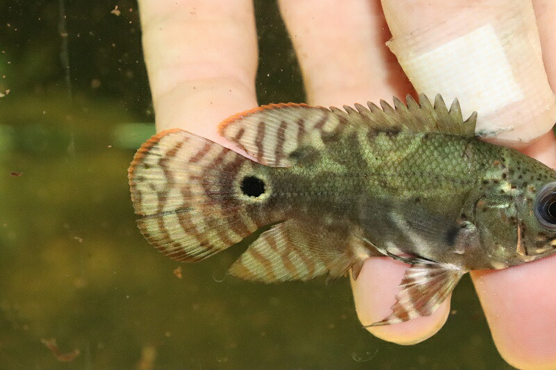 淡水魚 ワイルドオスカー サンプル画像 観賞魚 ワイルドオスカー アレンカークルア産 淡水魚 美種 美種 7cm 大型魚 生体 熱帯魚 Nko ペットバルーン支店 １匹