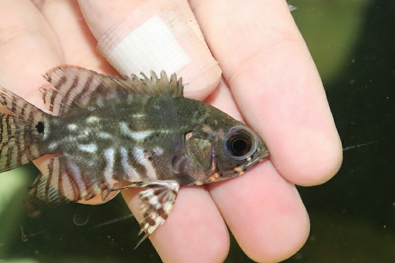 淡水魚 特価 ワイルドオスカー アレンカーラーゴグランデ産 観賞魚 １匹 サンプル画像 5cm 大型魚 生体 熱帯魚 Nko ペットバルーン支店