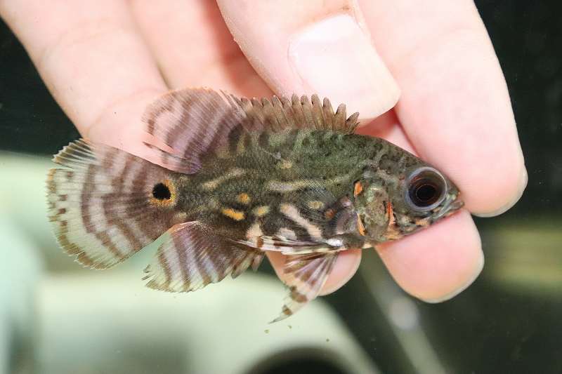 淡水魚 淡水魚 新産地 熱帯魚 アクアリウム 新産地 ワイルドオスカー ワイルドオスカー アレンカークリペア産 １匹 サンプル画像 5cm 大型魚 生体 熱帯魚 Nko ペットバルーン支店