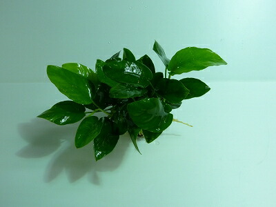 市場 水草 輸入品 ナナ アヌビアス