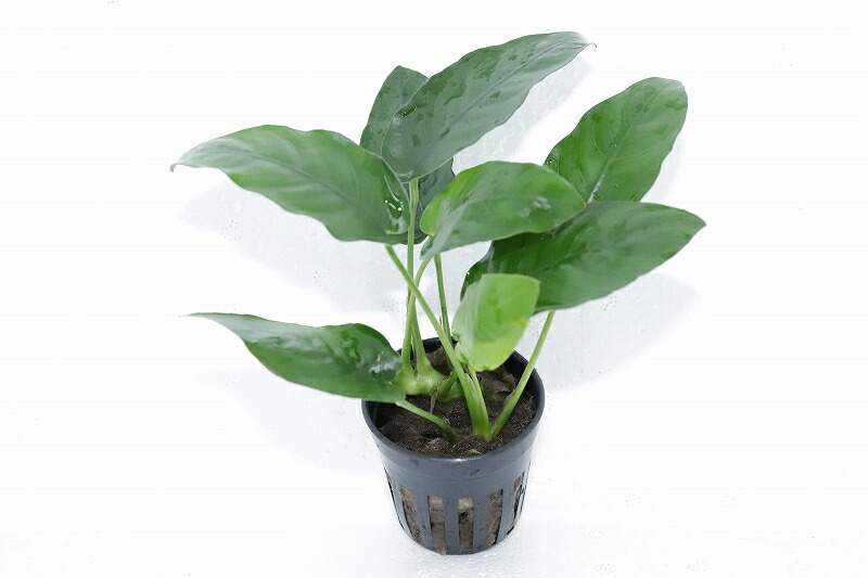 楽天市場 水草 レア種 アヌビアス ミニマ ドラゴンクロー 1ポット 陰性水草 ペットバルーン楽天市場支店