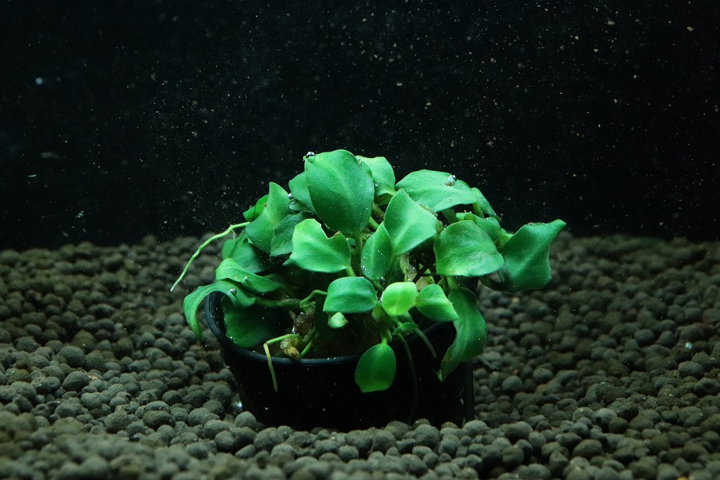 【通販 水草】アヌビアス ダークエンジェル(輸入品)【1ポット サンプル画像】(陰性水草)(生体)(熱帯魚)