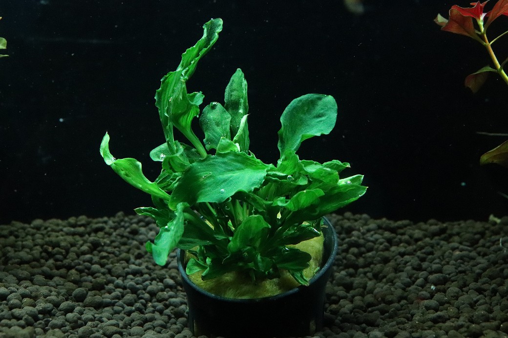 【通信販売 水草】アヌビアス ヘテロフィラ 百貨店ノヴァ(インポート品)【1ポット 見本すがた絵】（辛気くさい水草)（毛の荒物）（熱帯魚）
