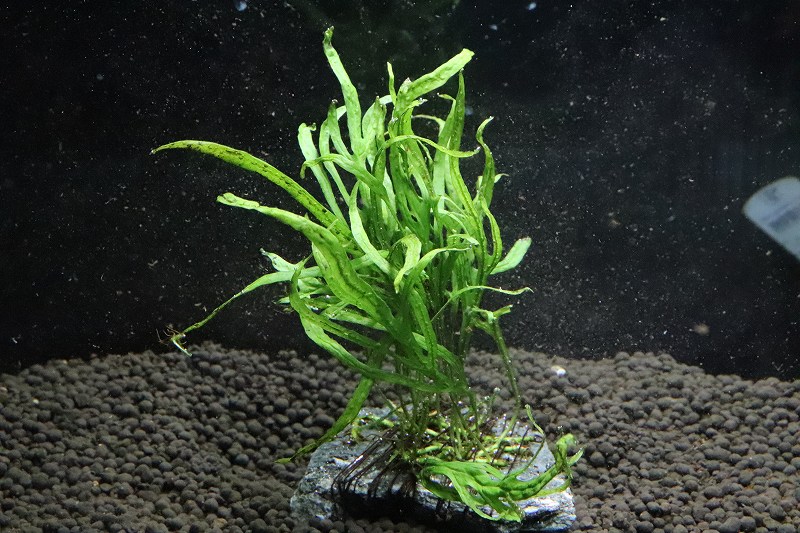 楽天市場 水草 国産 ミクロソリウム トライデント 石付き 無農薬 1個 陰性水草 ペットバルーン楽天市場支店