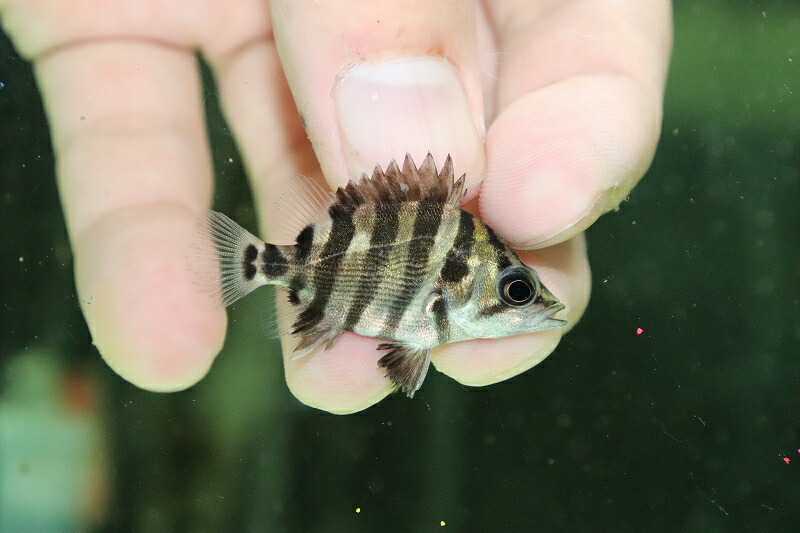 楽天市場】【淡水魚】カバクチカノコガイ【1個】（生体）【コケ取り貝】（熱帯魚） : ペットバルーン楽天市場支店