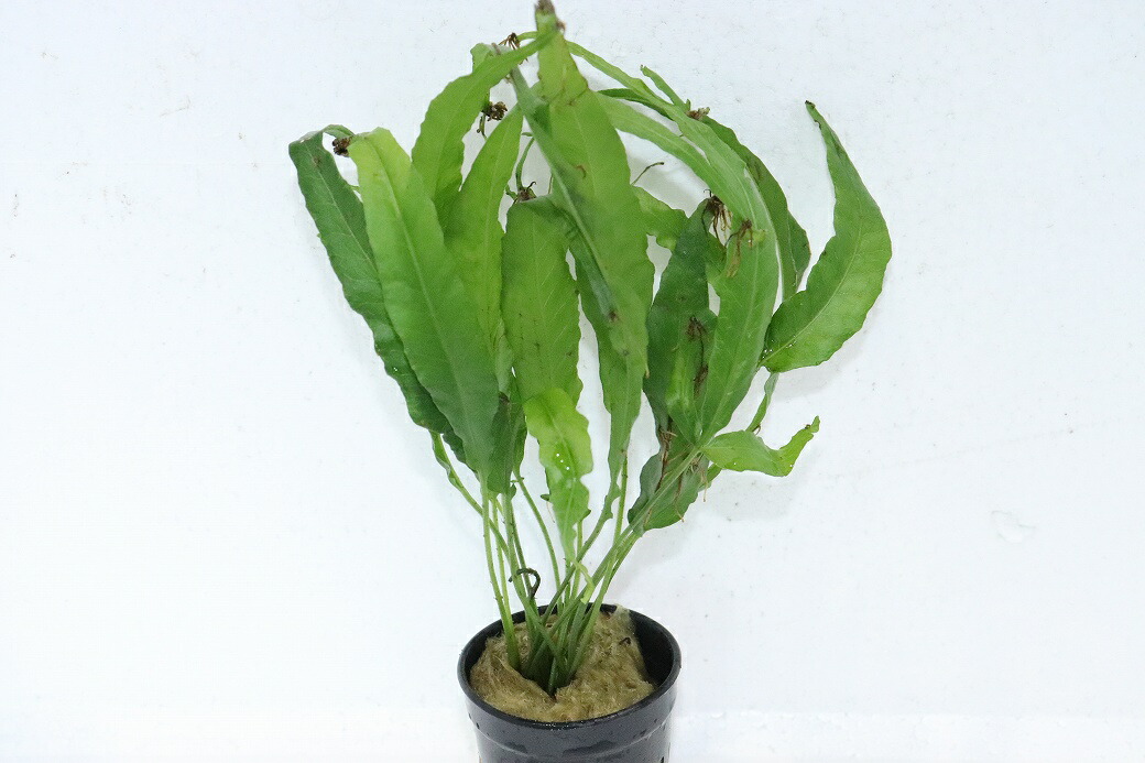 【通販 水草】ボルビディス ヘテロクリータ ロングテール(輸入品)【1ポット サンプル画像】（陰性水草)（生体）（熱帯魚）