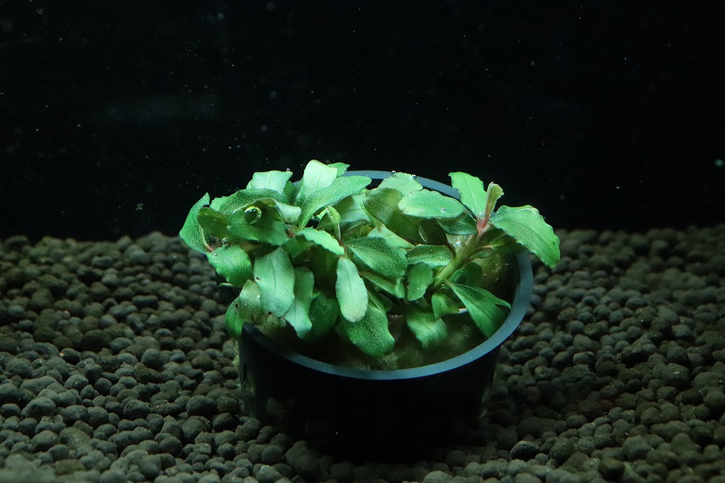 【通販 水草】ブセファランドラ sp ブラウニーブルー(輸入品)【1ポット サンプル画像】（陰性水草)（生体）（熱帯魚）