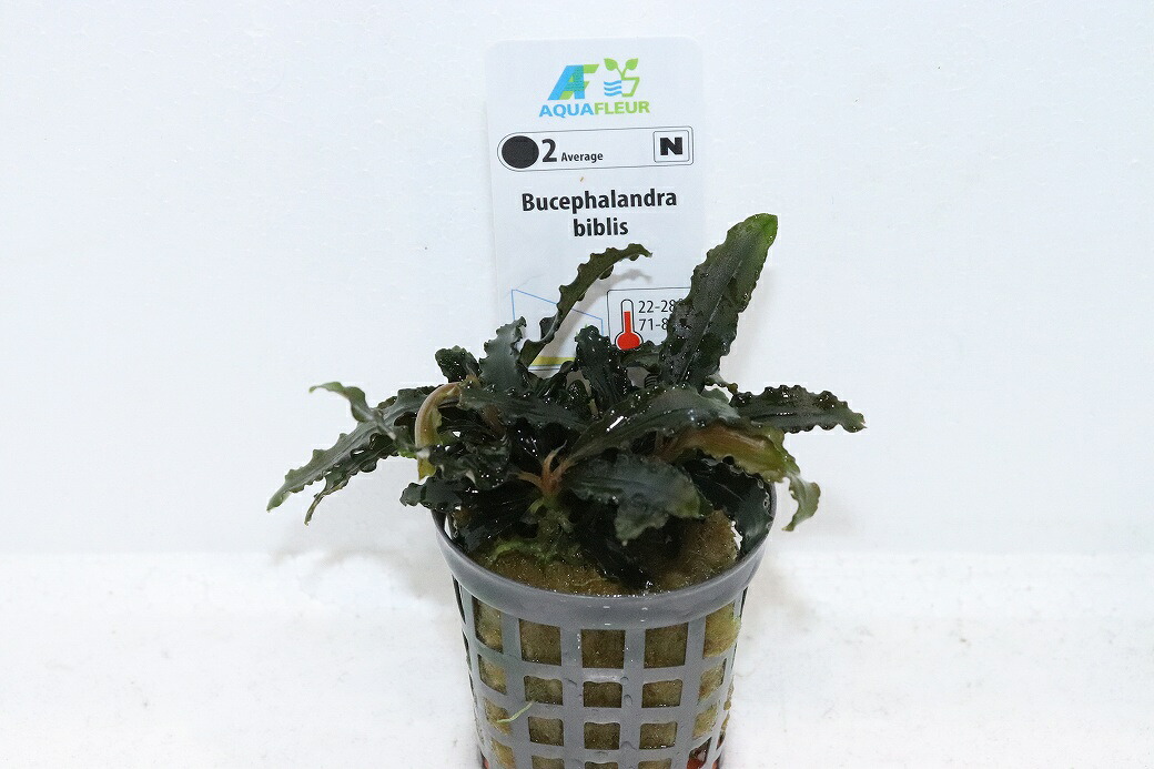 【通販 水草】ブセファランドラ ビブリス(輸入品)【1ポット サンプル画像】（陰性水草)（生体）（熱帯魚）
