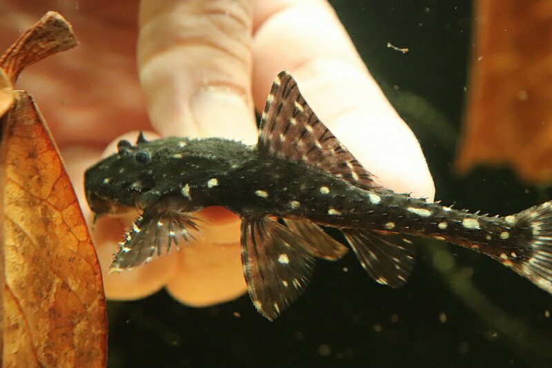 淡水魚 大きめ 大特価 アグアプレコ ワイルド 匹 サンプル画像 10cm プレコ 生体 熱帯魚 Nkp Liceochiloe Cl