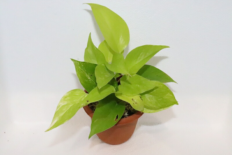 楽天市場 水草 ポトス 1ポット 観葉植物 ペットバルーン楽天市場支店