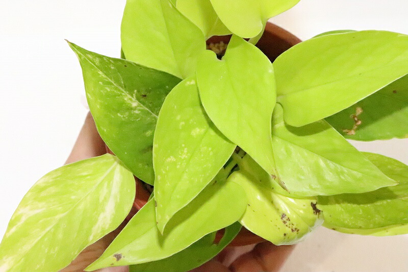 楽天市場 水草 ポトス 1ポット 観葉植物 ペットバルーン楽天市場支店