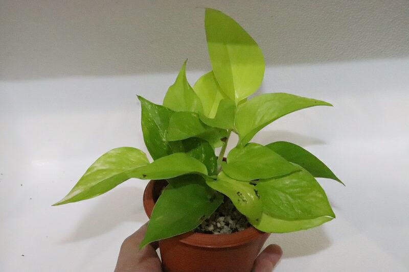 楽天市場 水草 ポトス 1ポット 観葉植物 ペットバルーン楽天市場支店