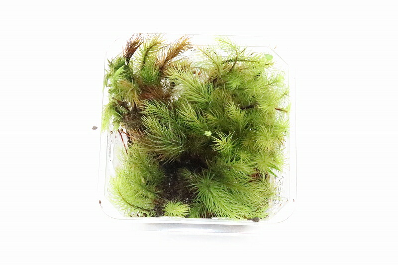 21年最新入荷 水草 コケパック ヒノキゴケ 1パック コケ 苔 Sferavisia Hr