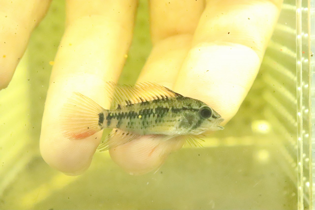 淡水魚 アピストグラマ Cfd21 マクマステリ リオメタ産 ワイルド 匹 サンプル画像 Mサイズ 生体 熱帯魚 Nkap Cdm Co Mz