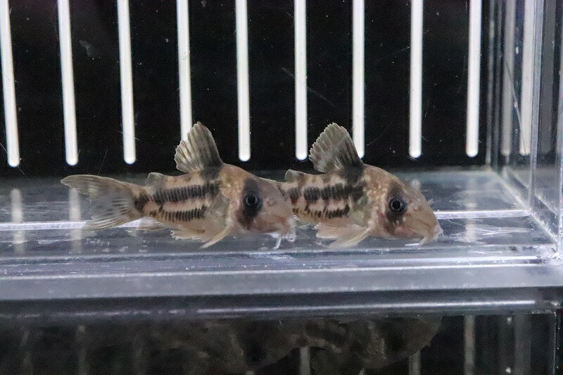淡水魚 レア種 コリドラス スーパーアンチェスター 1匹 観賞魚 コリドラス サンプル画像 3cm コリドラス 生体 熱帯魚 Nkcr ペットバルーン支店 淡水魚 レア種 コリドラス スーパーアンチェスター 1匹 観賞魚 コリドラス サンプル画像 3cm コリドラス 生体 熱帯魚 Nkcr ペットバルーン支店