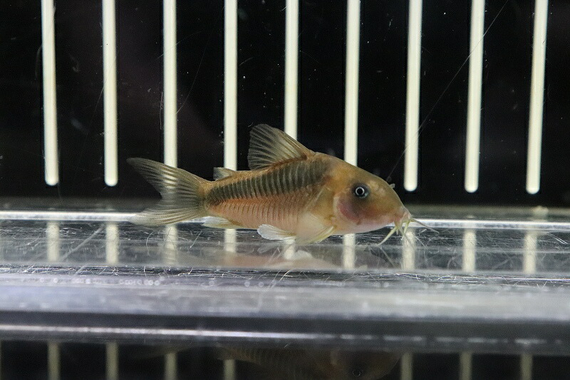 上品 淡水魚 激レア コリドラス Sp Cw68 ジュイナ産 ワイルド １匹 サンプル画像 コリドラス 生体 熱帯魚 Nkcr パーティを彩るご馳走や