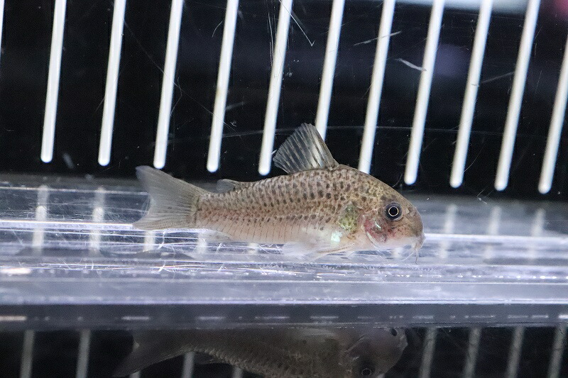 淡水魚 ボロロ ワイルド Sp 5cm コリドラス 生体 熱帯魚 Nkcrペット ペットグッズ サンプル画像 コリドラス Sp アウデイア産 激レア 1匹 コリドラス 5cm コリドラス 生体 熱帯魚 Nkcr 淡水魚 ボロロ ワイルド Sp 5cm コリドラス 生体 熱帯魚 Nkcrペット ペットグッズ サンプル画像 コリドラス Sp アウデイア産 激レア 1匹 コリドラス 5cm コリドラス 生体 熱帯魚 Nkcr