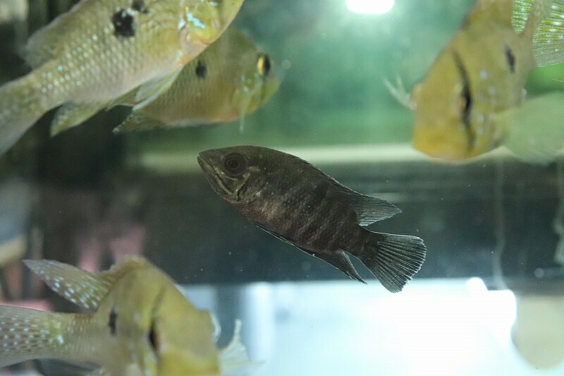 淡水魚 激レア スマラグドシクリッド スマラグドシクリッド 熱帯魚 アクアリウム リオカイクビ産 観賞魚 ワイルド １匹 サンプル画像 5 6cm 大型魚 生体 熱帯魚 Nko ペットバルーン支店