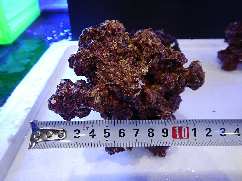 楽天市場 ライブロック リアルリーフロック Sm Real Reef Rock 1kg 生体 海水魚 サンゴ ペットバルーン楽天市場支店 楽天市場 ライブロック リアルリーフロック Sm Real Reef Rock 1kg 生体 海水魚 サンゴ ペットバルーン楽天市場支店