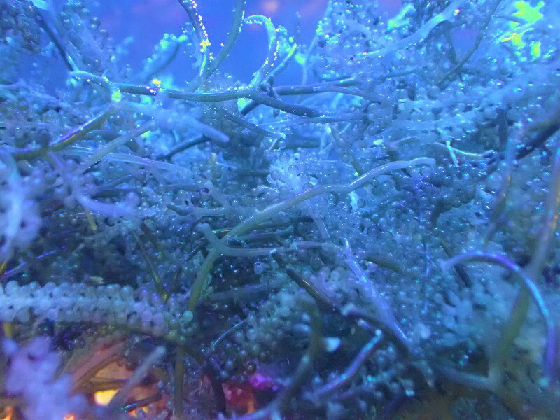 楽天市場 サンゴ 海藻 餌として リフジウム水槽にもok ウミブドウ 100ｇ 1パック サンプル画像 生体 サンゴ ペットバルーン楽天市場支店
