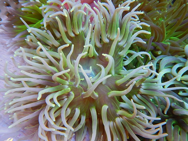 楽天市場 イソギンチャク L T アネモネ ライトグリーン 1個 10 15ｃｍ前後 生体 海水魚 サンゴ ペットバルーン楽天市場支店