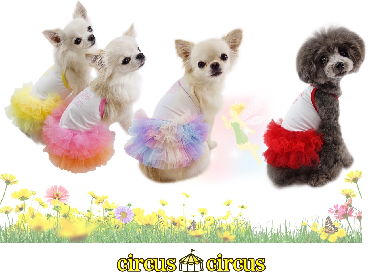 Circus Circus サーカスサーカス My Stylist Spring チュチュ 涼感製造 Xxs Xs Ss S 超小型ドッグ 小型犬 犬着り物 洋梨 喇叭モード 重ね着 佳麗 スタイリッシュ セレブ 三春 九夏 新作 Acilemat Com