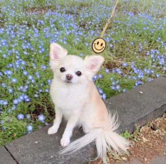 Birdie Birdie バーディ スマイル胴輪 Mサイズ ファッション にこちゃん シンプル 使いやすい 便利 超小型犬 小型犬 トイプードル チワワ ダックス 散歩 本革 かわいい セレブ おしゃれ リード ハーネス パステル Kanal9tv Com