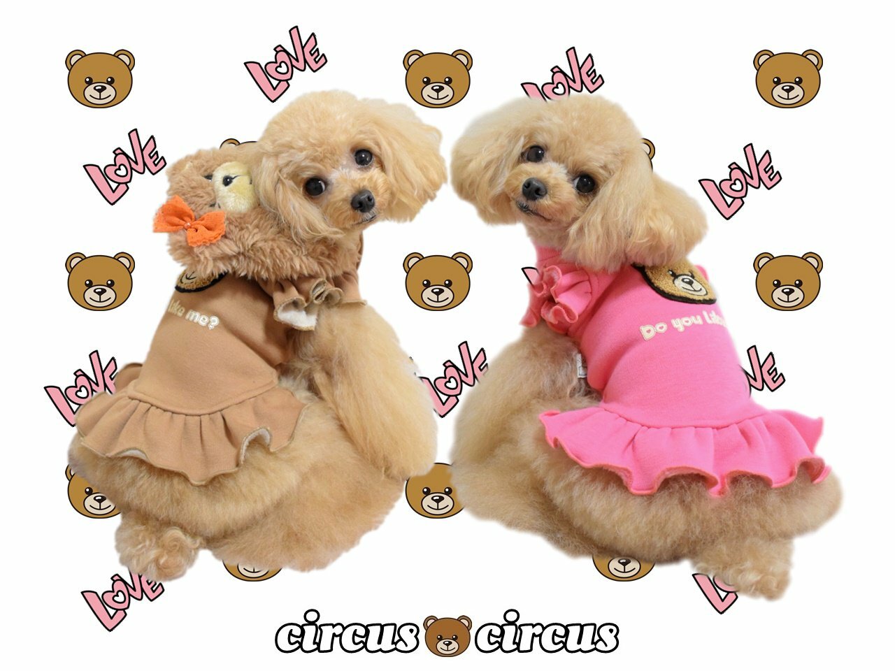 取りおく物品 Poppin Bear Hoodie Op Circus Circus ポッピンベアフーディワンピース サーカスサーカス Xxs Xs Ss S 超小型廻し者 小型犬 犬衣料 カップル トランペット モード くま 素的 かっこ良い セレブ 秋冬 Musiciantuts Com