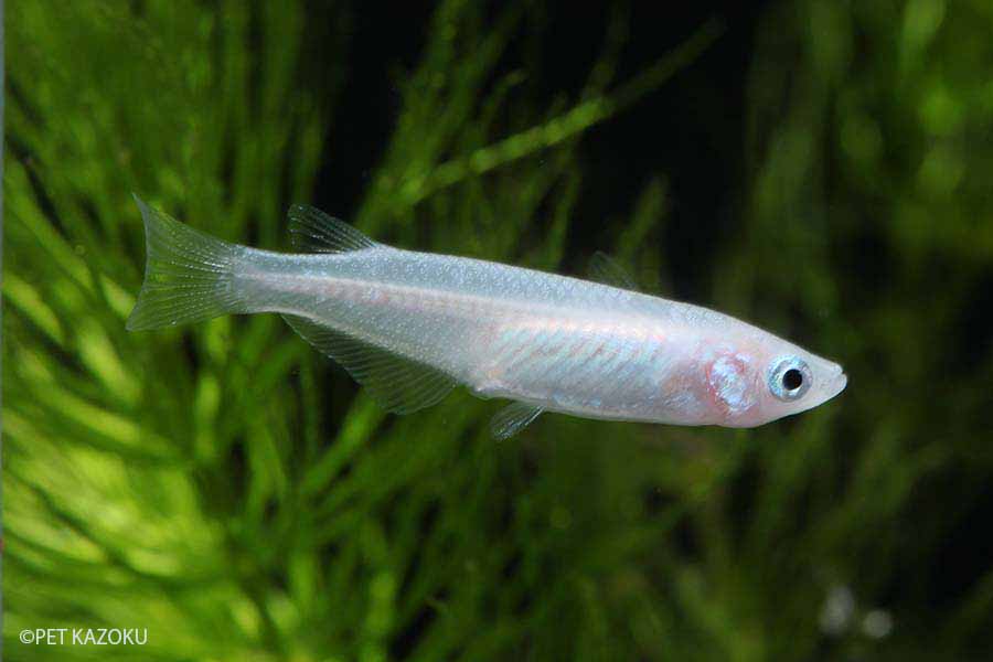 50 Off 日淡 白メダカ 約２ ３cm ２００匹 水槽 熱帯魚 観賞魚 飼育 生体 通販 販売 アクアリウム あくありうむ 期間限定特価 Www Gvisalain Com