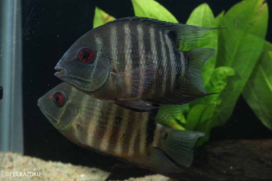 楽天市場 へロス セベラム コロンビア M 1匹 観賞魚 魚 アクアリウム 熱帯魚 ペット 未来アクアリウム 楽天市場店